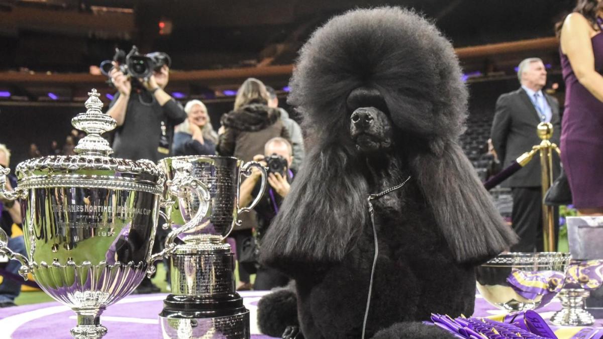 Westminster Dog Show 2024 Winner Dina Myrtia