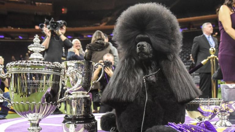 westminster-dog-show-winner-siba.jpg
