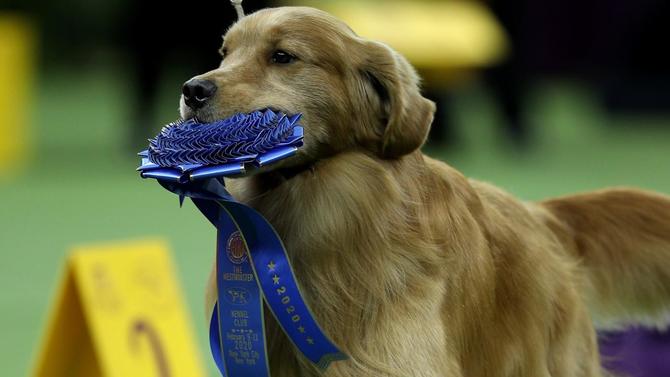 westminster-dog-show-ribbon.jpg