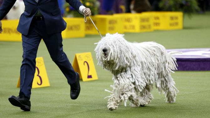 westminster-dog-show-shaggy-dog.jpg