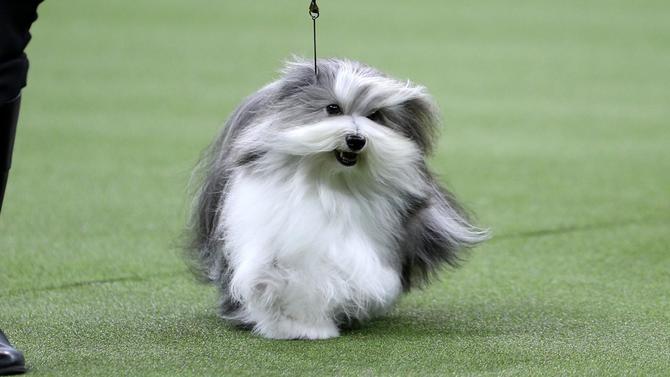 westminster-dog-show-running.jpg