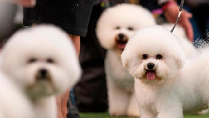 westminster-dog-show.jpg