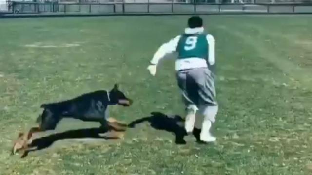 dog football