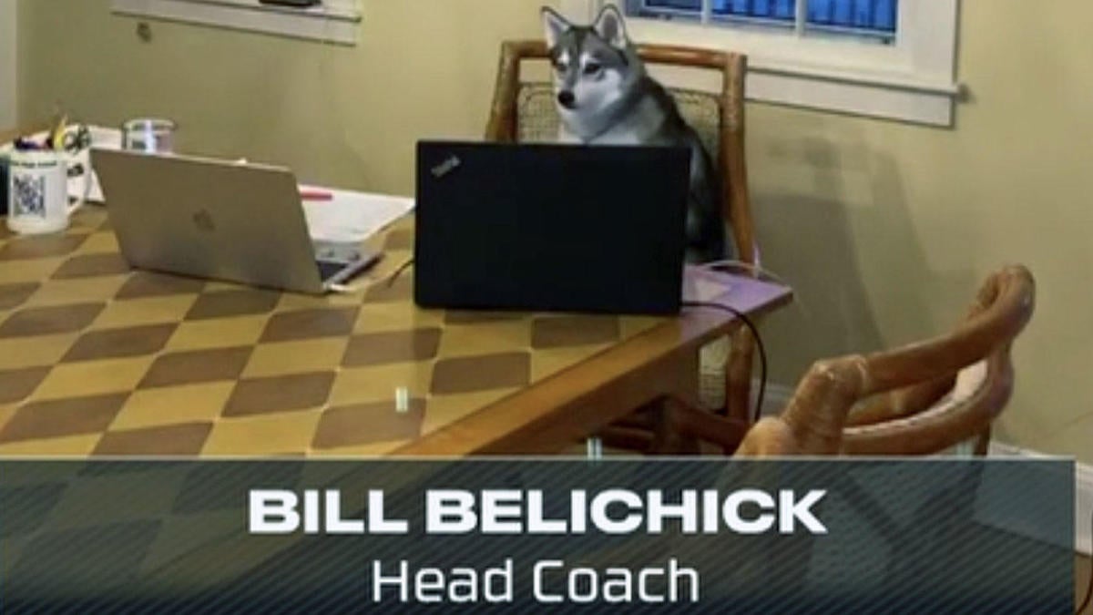 bill belichick dog nike