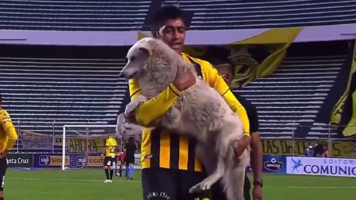 Dog that Disrupted Bolivian Football Match Finds Forever Home after Getting  Adopted by Player - News18
