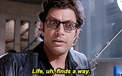 giphy-1.gif