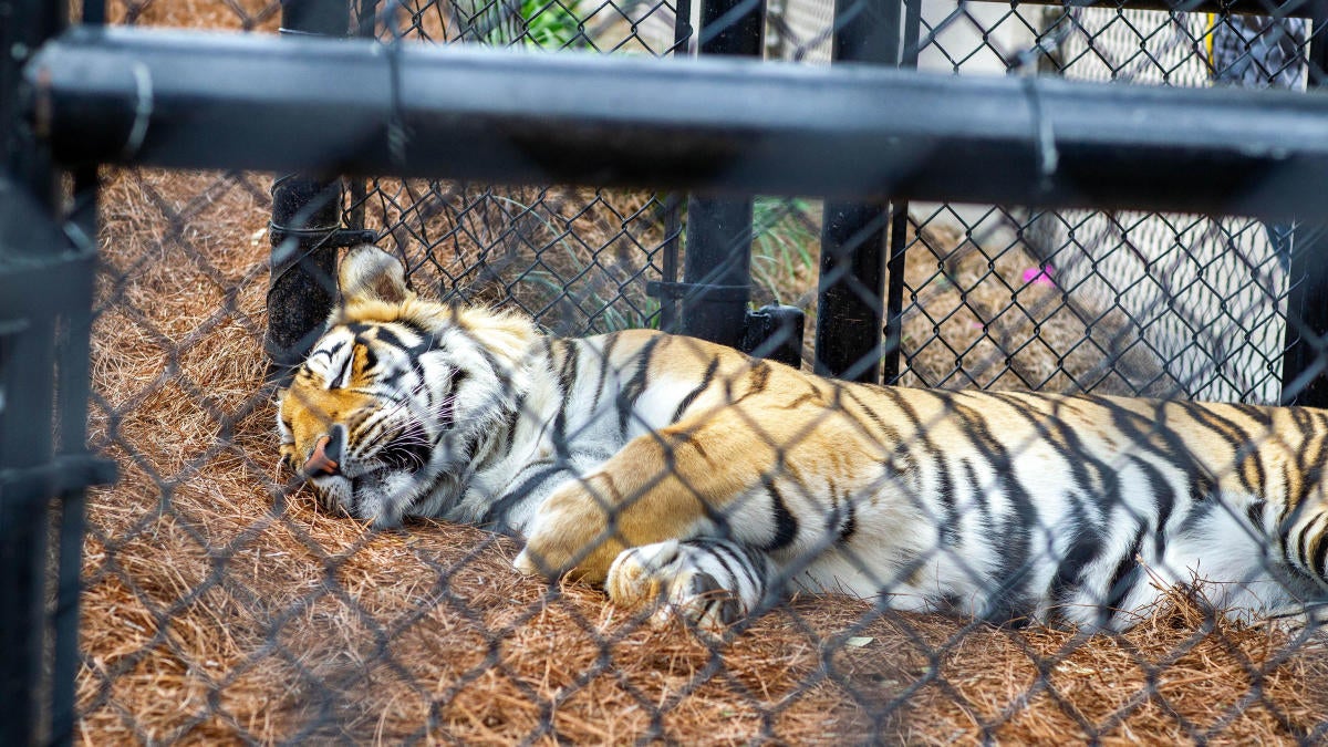 LSU's live tiger mascot, Mike VII, is fully vaccinated against COVID-19 ...