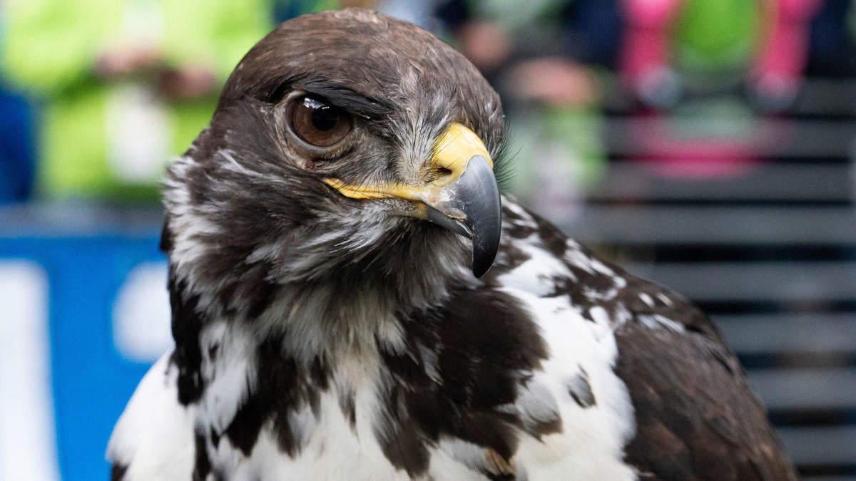 Seahawks' real-life hawk mascot, Taima, flies into the stands and lands on  a football fan