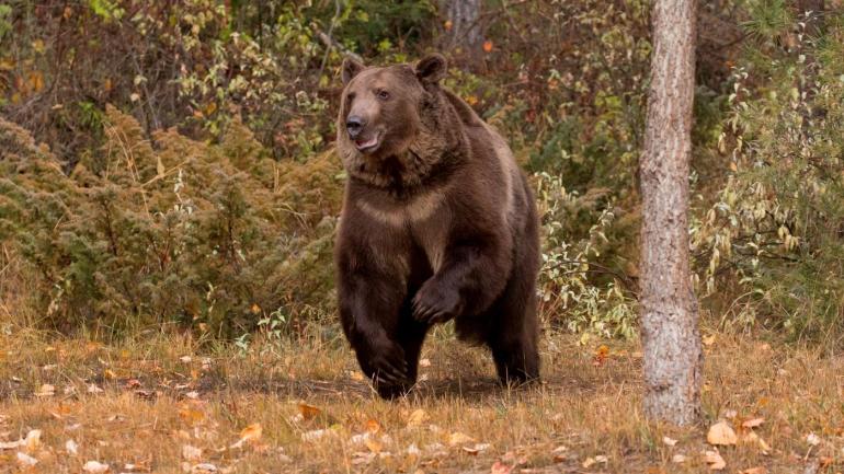 Grizzly Bear Getty