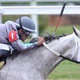 Pegasus Cup at Gulfstream Park