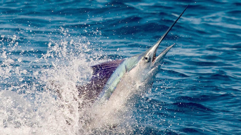 sailfish-g.jpg