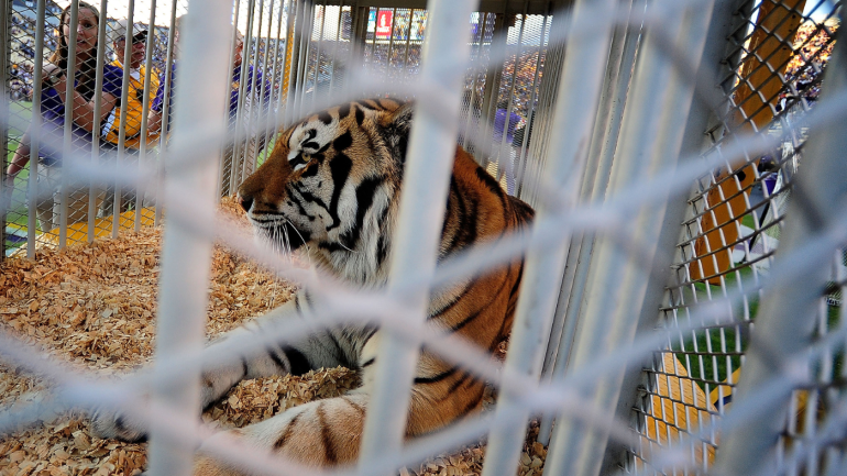 lsu-mascot.png