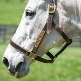 horse-racing-usatsi-generic.jpg