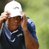 tiger.jpg