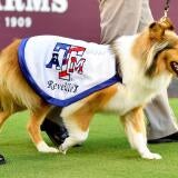 reveille.jpg