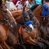 horse-racing-usatsi-generic.jpg