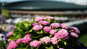 wimbledon-sign-general-2026.jpg