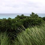 bermuda-championship-grass-g.jpg