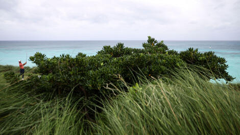 bermuda-championship-grass-g.jpg